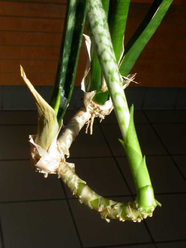 Sansevieria trifasciata Robusta